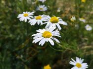 Echte Kamille Samen Kamillenblüte Heilpflanze Kamillen Tee Kamillensamen weiße Blüten mit gelber Mitte Blumen Heilwirkung DIY heimisches insektenfreundliches wildflower garden Saatgut Geschenk flower present Sonne SWR - Pfedelbach