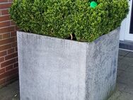 Gartenauflösung,Terrakotta Töpfe,Pflanzen,Akazienbäume,Dekration - Kleve Zentrum