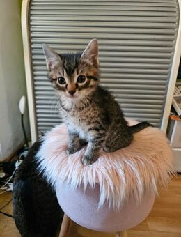 🐾 3 süße Katzenbabys – Kater – abzugeben 🐾 - Frankfurt (Main)