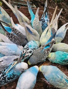 Wellensittich Regenbogen 🌈 jung und alt vom Züchter direkt DKB - Wiesbaden