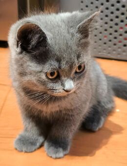 Bkh Kitten - Heddesheim