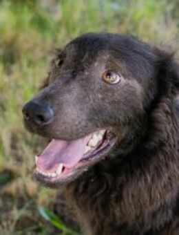 HARDY - spazieren gehen ist spannend - Overath