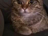 BKH Babykatze - Lahr (Schwarzwald)