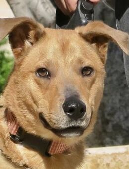 Huesos, lernwillig, offen, freundlich - Westerholt