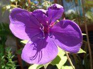 Prinzessinnenblume (Tibouchina) - Soest