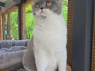 sehr verschmuste Britisch Kurzhaar Katze - Arenshausen