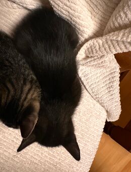 BARNY - Kater, Kitten abzugeben - Höchst (Odenwald)