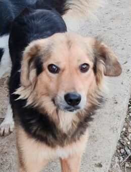 SMUDO - Schnucki auf 4 Pfoten - Weiterstadt