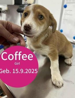 Die kleine Coffee sucht ihre Familie! - Beltheim