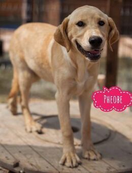 Pheobe eine aktive Hündin - Flörsheim-Dalsheim
