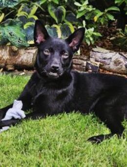 Black Beauty Hapi ❤️ in Niedersachsen - Wettenberg