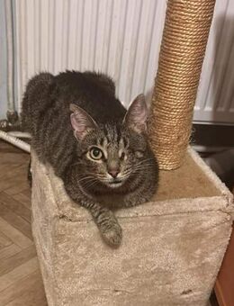 Fashoom sucht sein Zuhause! - Langenhagen