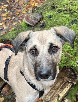 Fary, geb. ca. 02/2024, 58332 Schwelm - Euskirchen