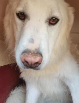 Scooby - 3 Brüder aus Apulien - Marienfließ