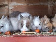 ZUTRAULICHE MINI-LÖWENZWERG-BABYS (geimpft)! AUßEN+INNENHALTUNG! Mit Beratung - Meinerzhagen