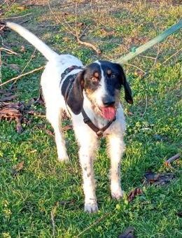 Rino - anhänglicher Junghund - Dingolfing