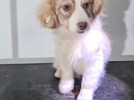 Cleo, wunderschönes Welpenmädchen - Köln