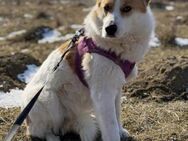 Nana - wartet seit 2 Jahren schon... - Blankenheim (Nordrhein-Westfalen)