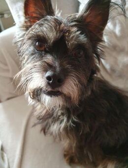 Freundliche Penny braucht einen Ersthund - Berlin