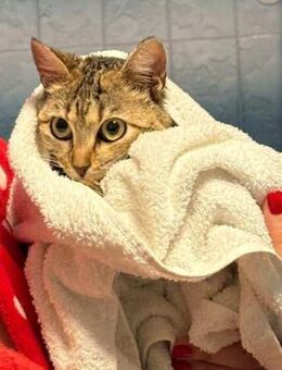 Goldige Suzana sucht ihre Familie - Margetshöchheim