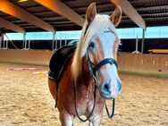 Reiten auf Haflinger - Bad Oldesloe Zentrum