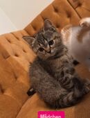 Perser Mix Kitten in 85276