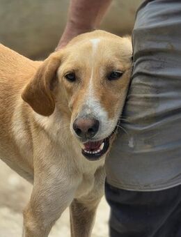Bruno - freundlicher Junghund - Dreikirchen