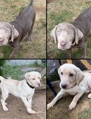 Reinrassige Labrador Welpen mit Ahnentafel silber und weiß in 34537