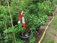 Thujen und Gartenpflanzen - Schechen