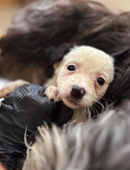 Welpenmaus MULAN 💕 sucht liebevolles 🏠 - Kallmünz