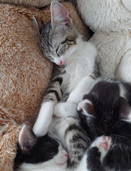 🐾 Süße Kätzchen suchen ein liebevolles Zuhause 🏡 - Krefeld