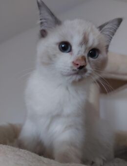 BKH mix Ragdoll Mädchen Kitten - Bad Nauheim