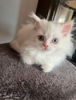 Traumhafter weißer Perserkater mit blauen Augen – verspielt & bereit zum Ausziehen! - Köln