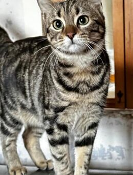 Momo - Ein Traum-Kätzchen! - Bergkirchen