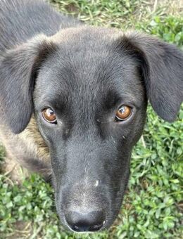 Mona ist ein neugieriges Hundemädel 🐾 - Elsdorf (Nordrhein-Westfalen)