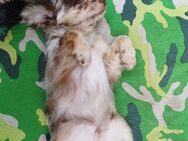 Süße Chihuahua Welpen suchen bald ein neues Zuhause - Malchin