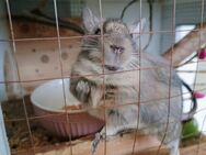 6 Degu Weibchen mit Stall und Zubehör - Beetzendorf