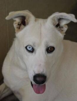 Lumi ist etwas schüchtern - Donaueschingen