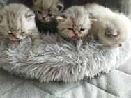 BKH Kitten - Vreden