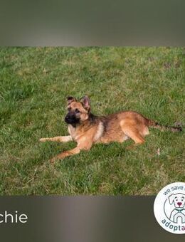 Archie: Kämpfer sucht Zuhause - Kirchzell