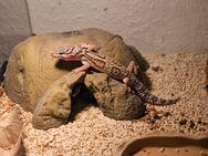 Leopardgeckos - Lampertheim