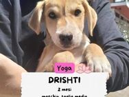 DRISHTI 💚💚💚 ein süßes Hundekind - Herxheim (Landau)