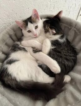 Aluno & Fluffy Verspieltes Dreamteam - Unterföhring