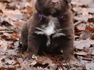 Mini Goldenaussie , Mini Golden Retriever , Mini Australienshephert, Welpen - Wassenberg