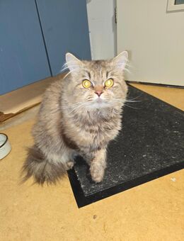 BKH mix - Hamburg Wandsbek