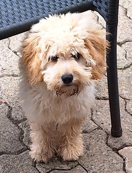 Hübsches Mini- Medium Goldendoodle Mädchen, 16 Wochen alt - Seesen