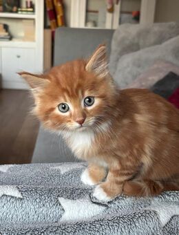 Zauberhafte Main-Coon - Mischlinge (Glückskätzchen 3-farbig) sowie rot-weiß, rot  und Tigerchen mit weiß - Pfaffenhofen (Ilm)