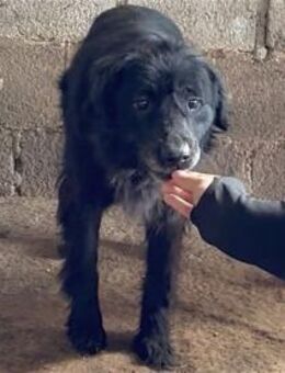 Uray - Pflegestelle oder Zuhause gesucht - Oberwies