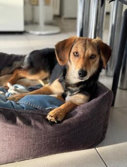 Senta zarte Entdeckerin möchte ankommen - München