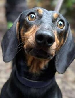 CILLY - klein, aber oho - Seggebruch